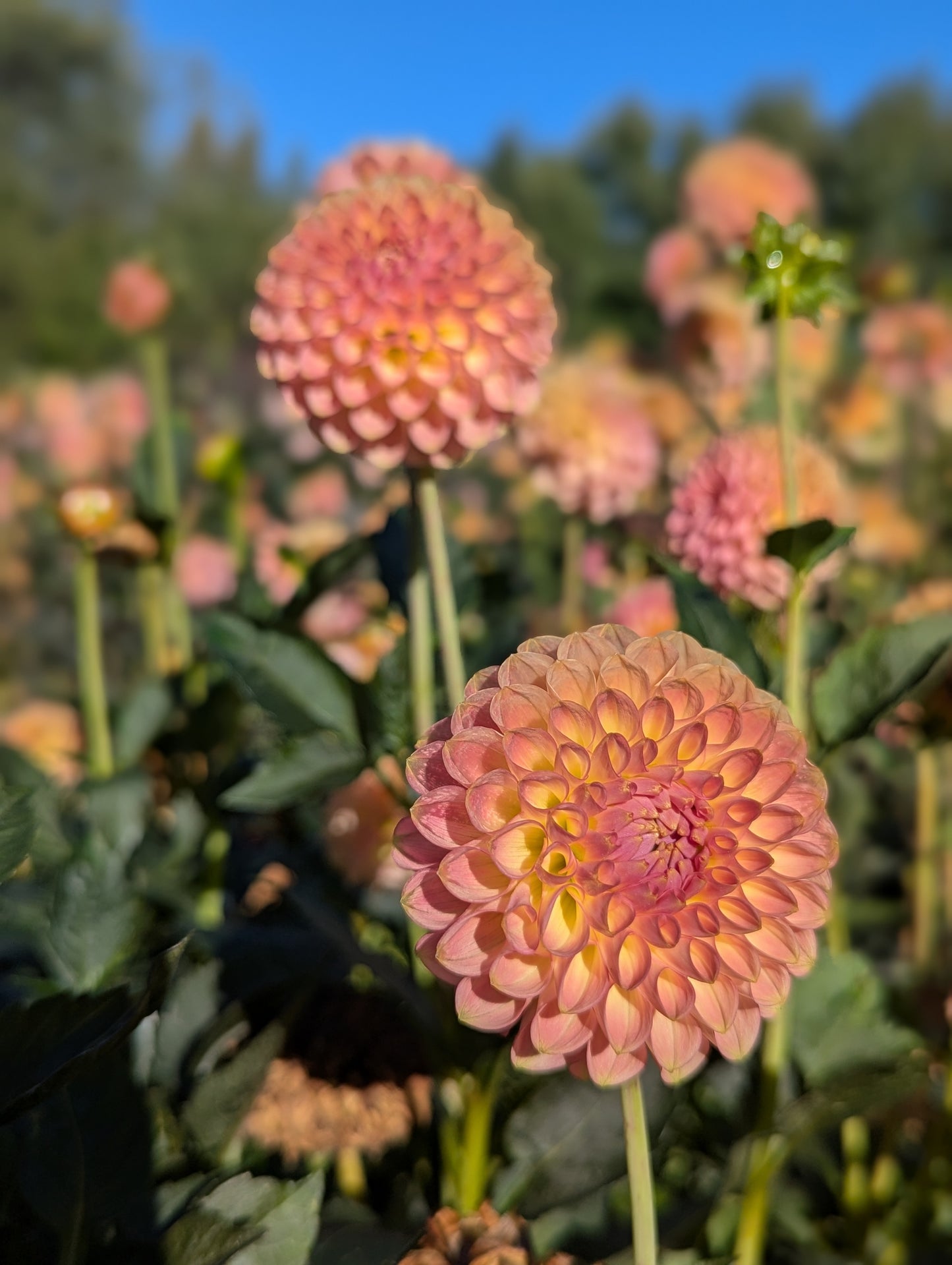 20th Ave Softer Peach