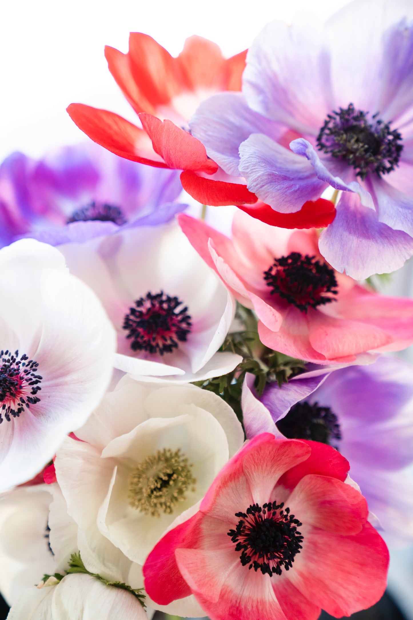 Anemone Galilee Pastel Mix