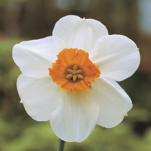 Daffodil Barrett Browning (jumbo bulb size)