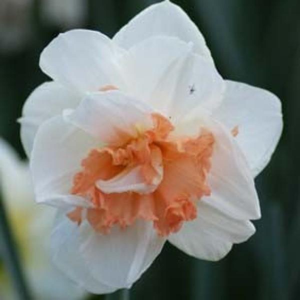 Daffodil My Story