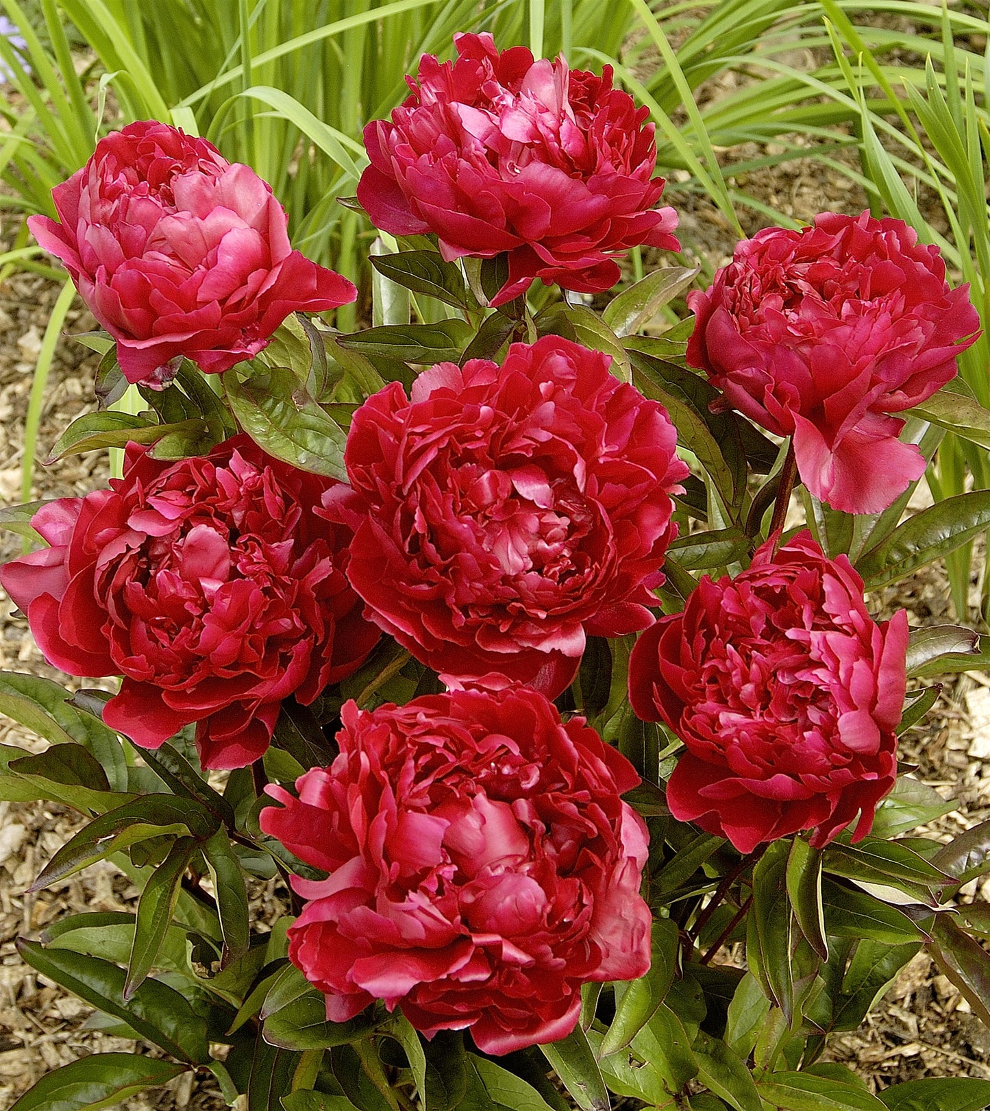 Felix Crousse Peony 2-3 eyes