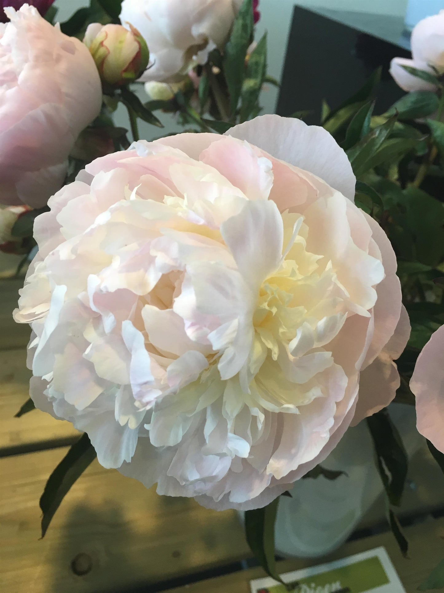Florence Nicholls Peony 3-5 eyes