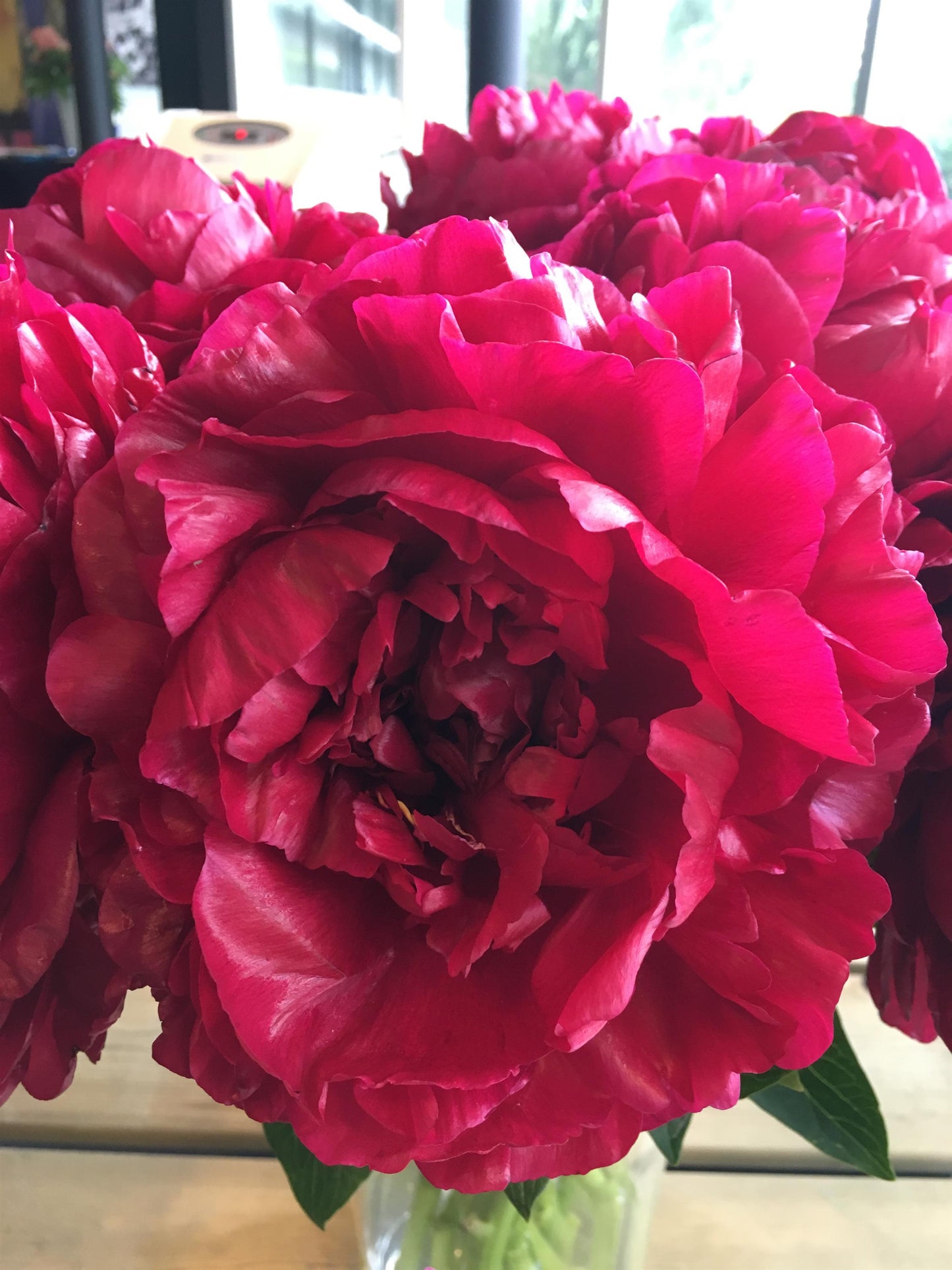 Henry Bockstoce Peony 3-5 eyes