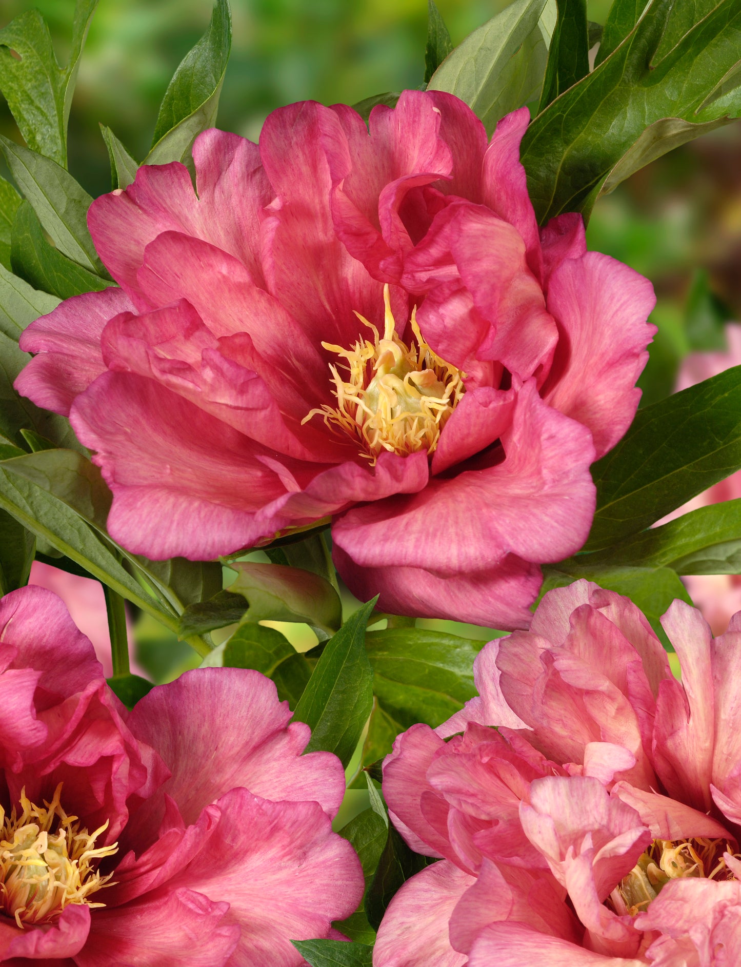Itoh Hillary Peony 3-5 eyes