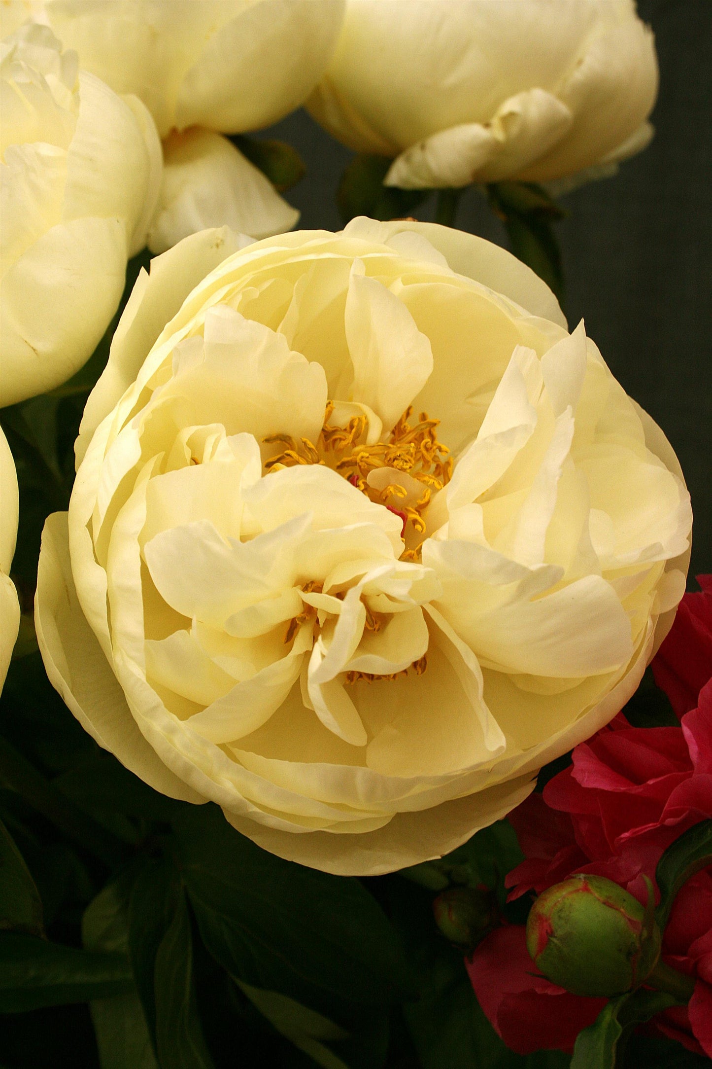 Lemon Chiffon peony 3-5 eyes