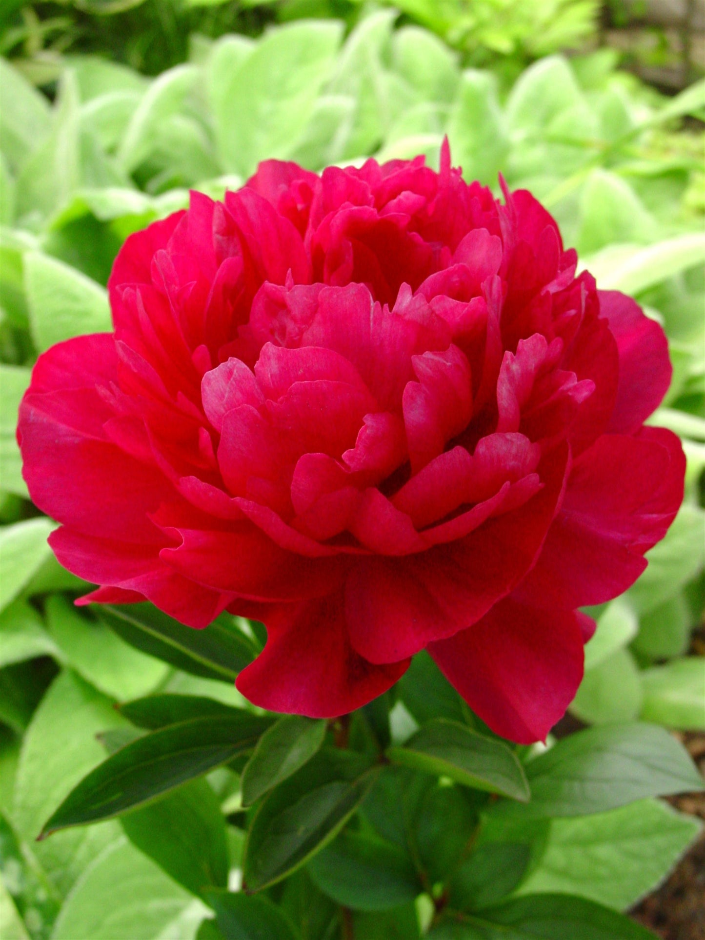Red Sarah Bernhardt Peony 3-5 eyes