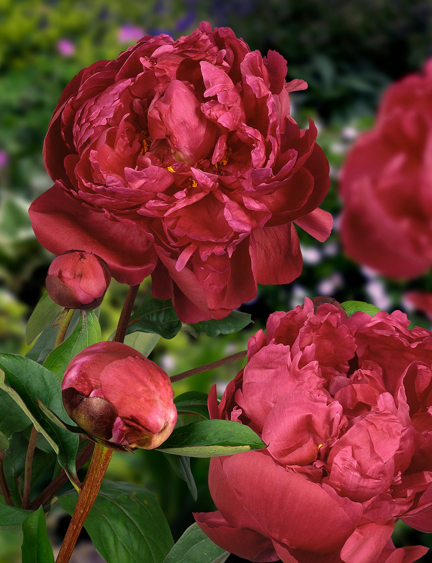 Red Sarah Bernhardt Peony 3-5 eyes
