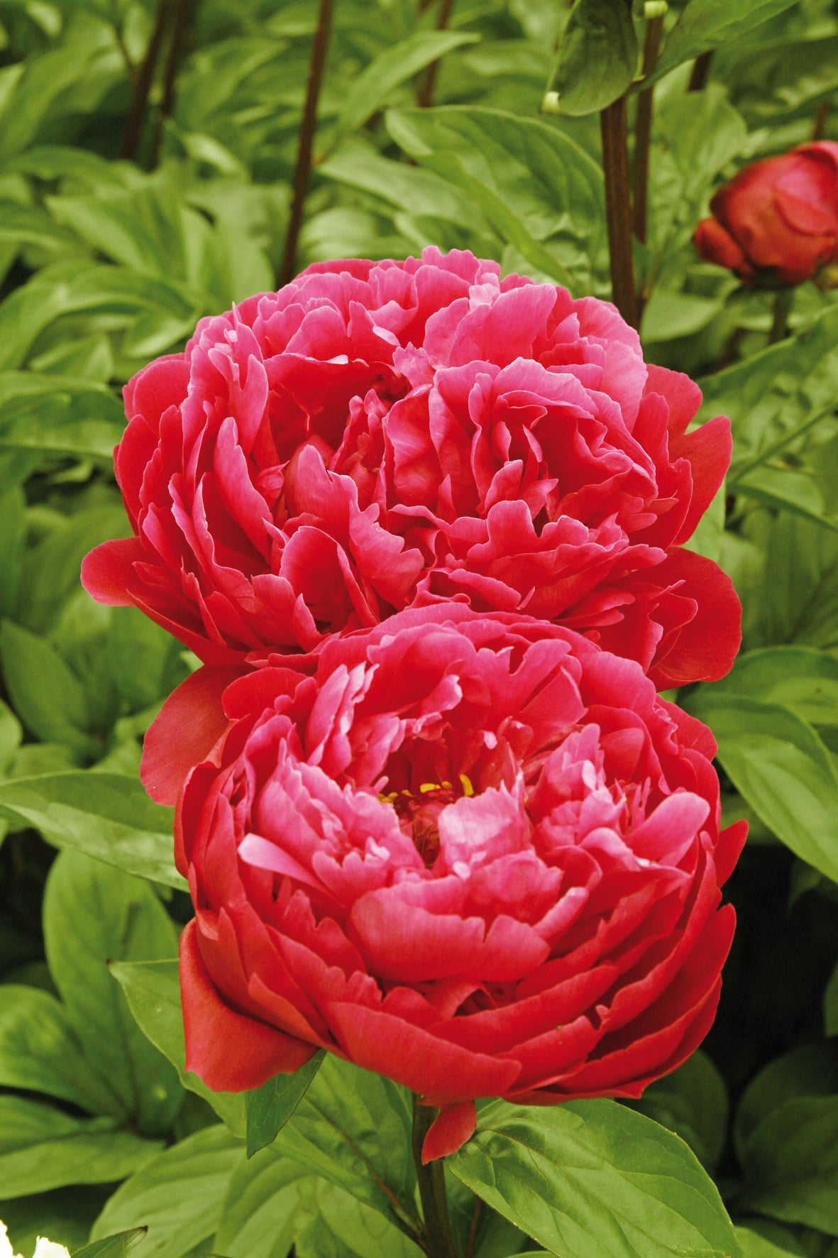 Red Sarah Bernhardt Peony 3-5 eyes