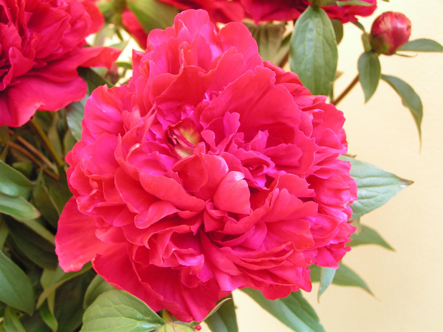 Inspector Lavergne Peony 3-5 eyes