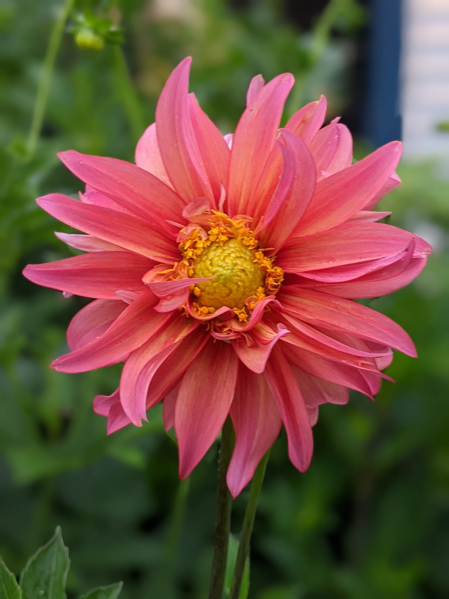 Flora (2025 New Release)