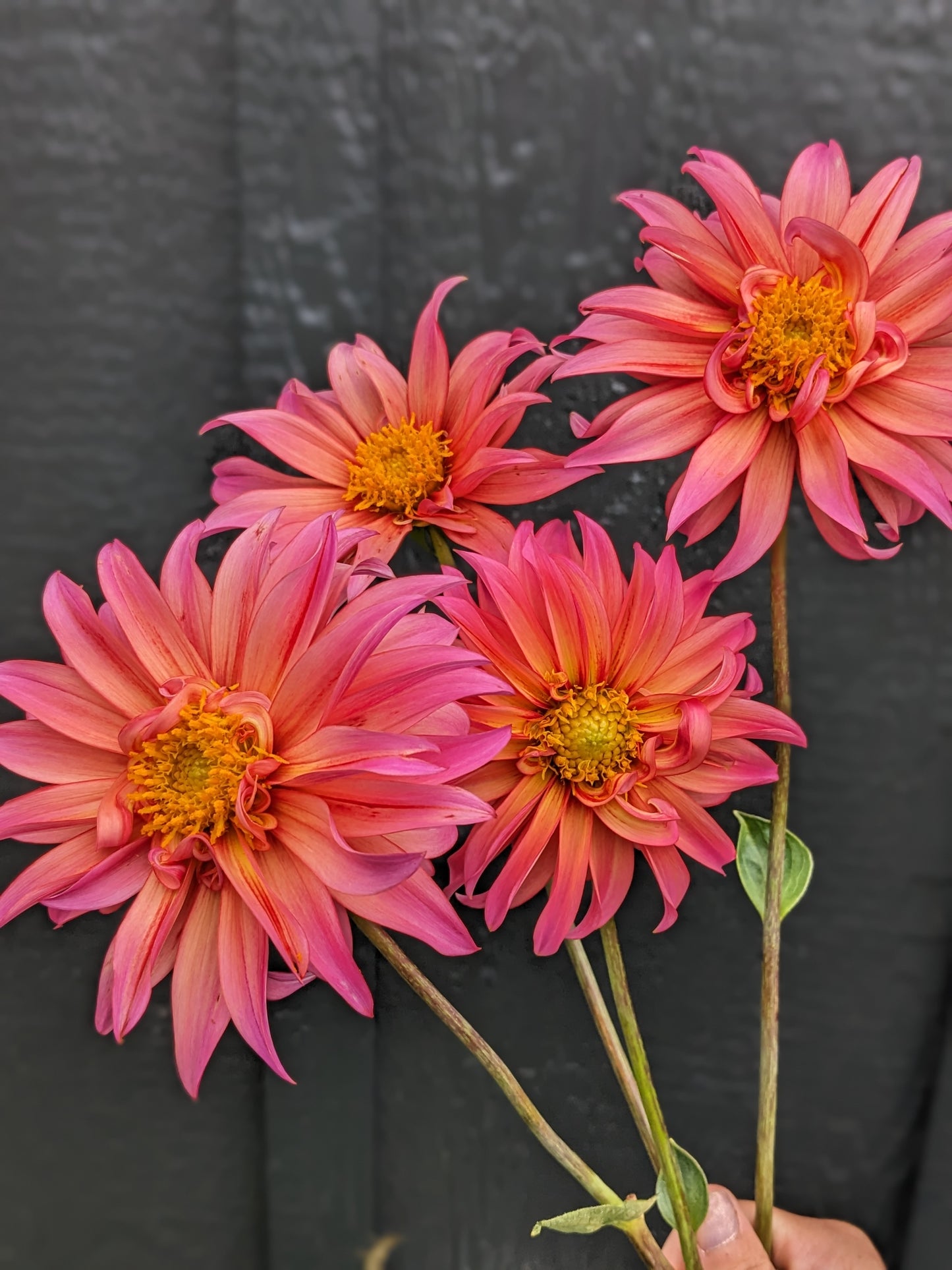 Flora (2025 New Release)