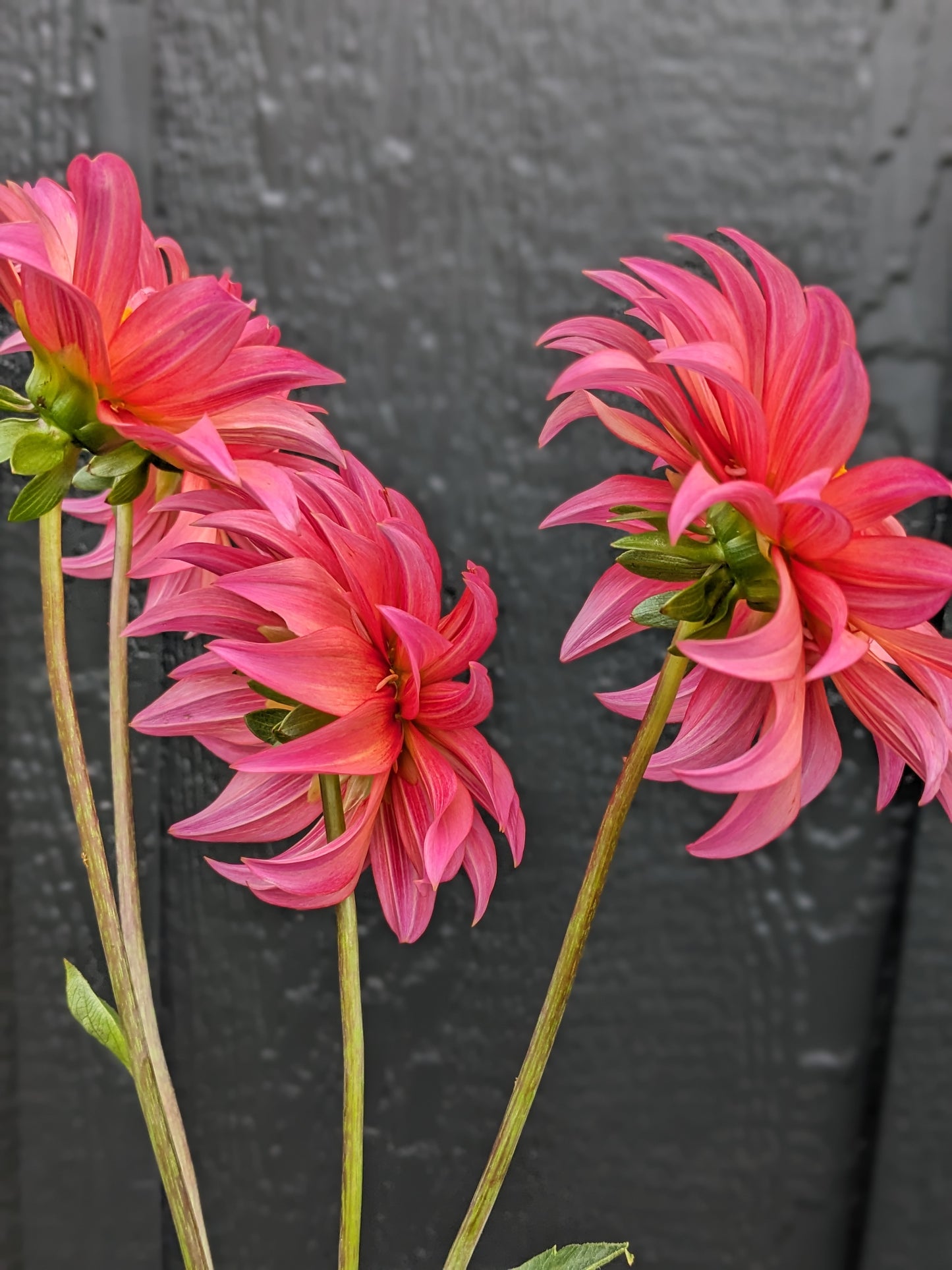 Flora (2025 New Release)