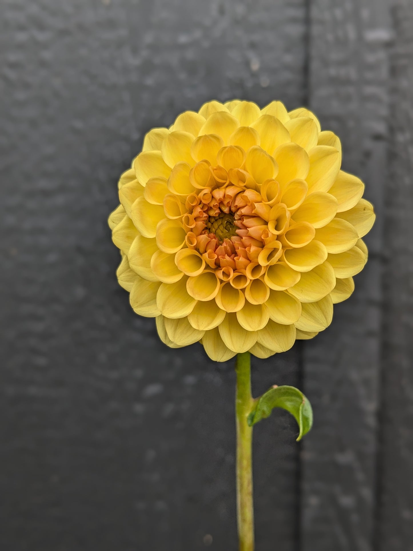 Golden Scepter