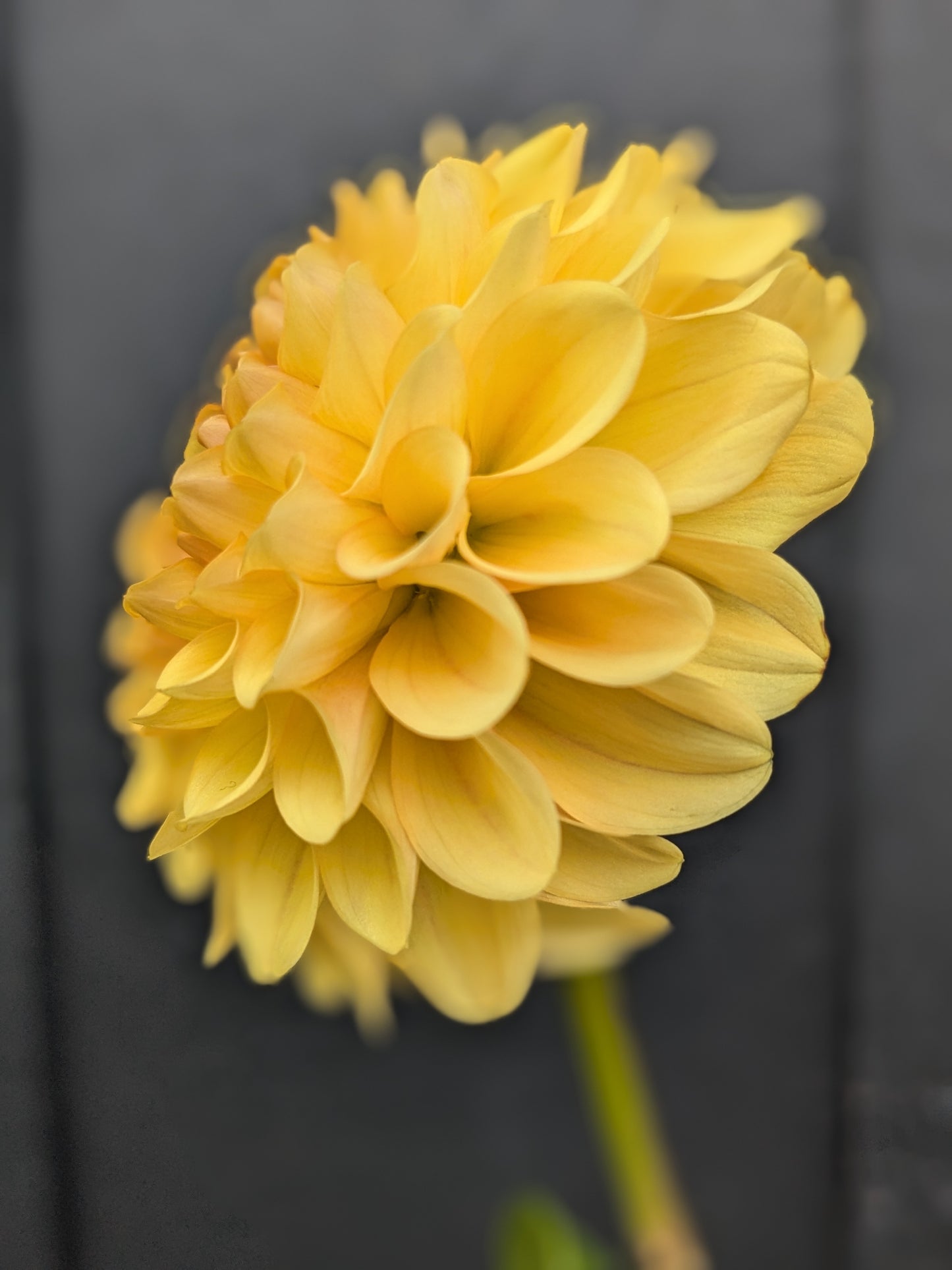Golden Scepter