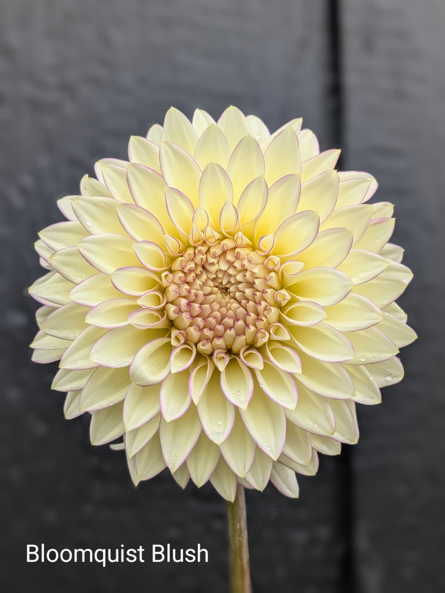 Bloomquist Blush