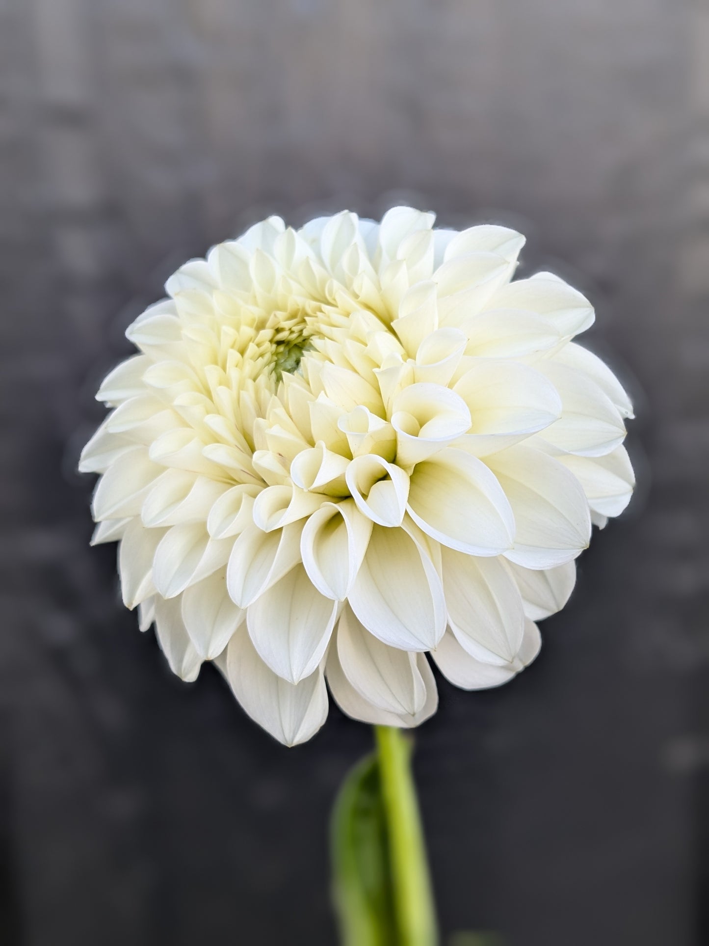 GG's Baby Breath
