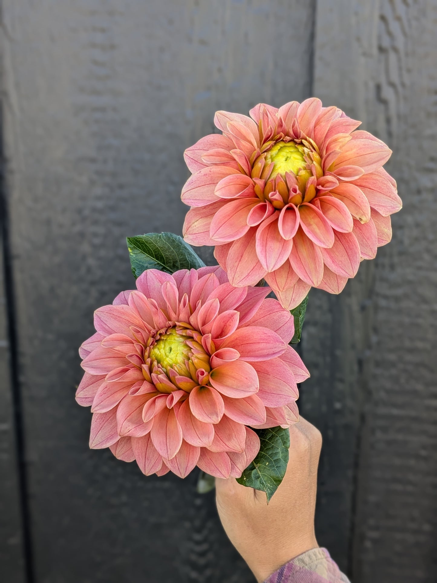 KA's™ Guava