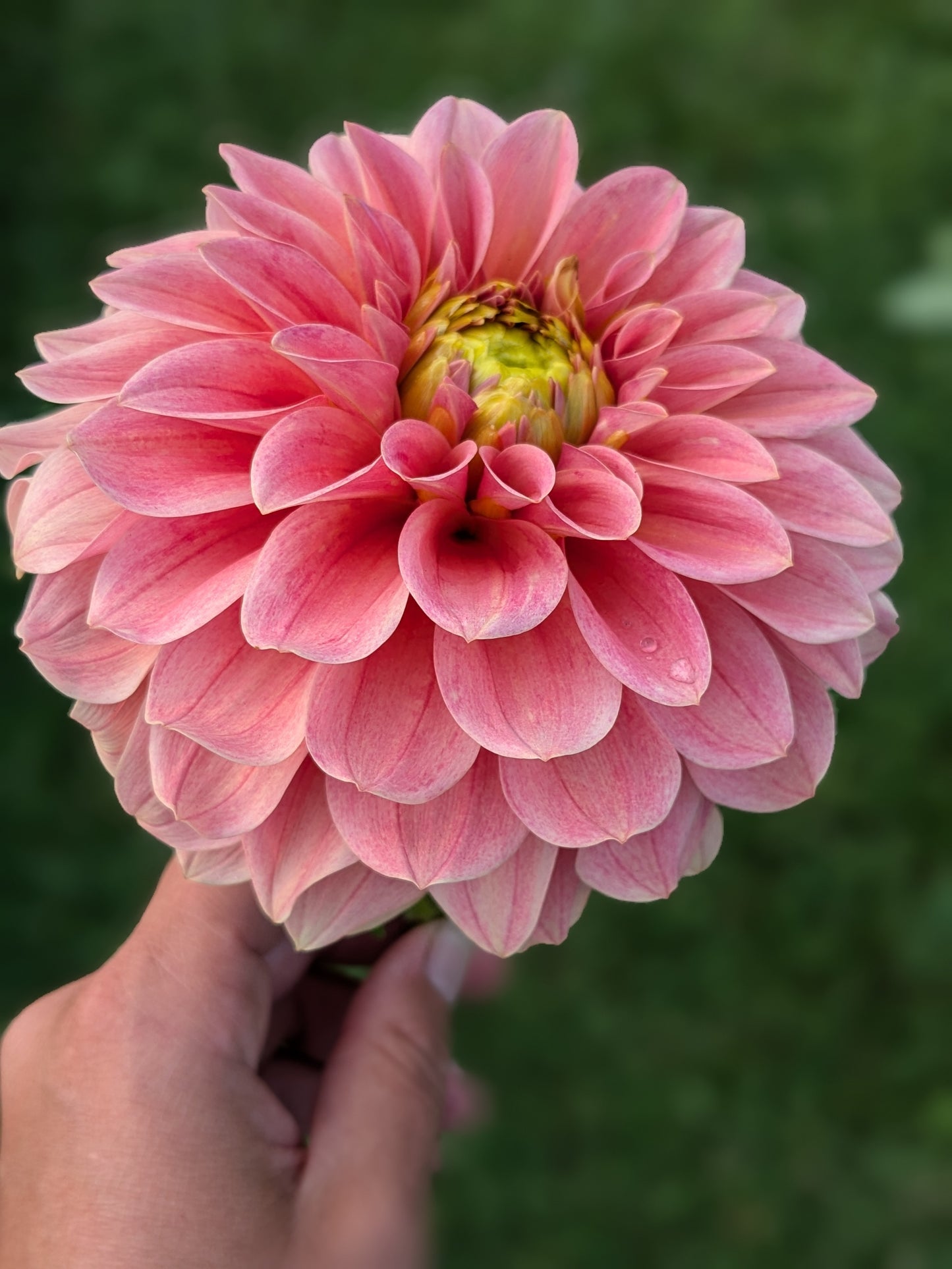KA's™ Guava