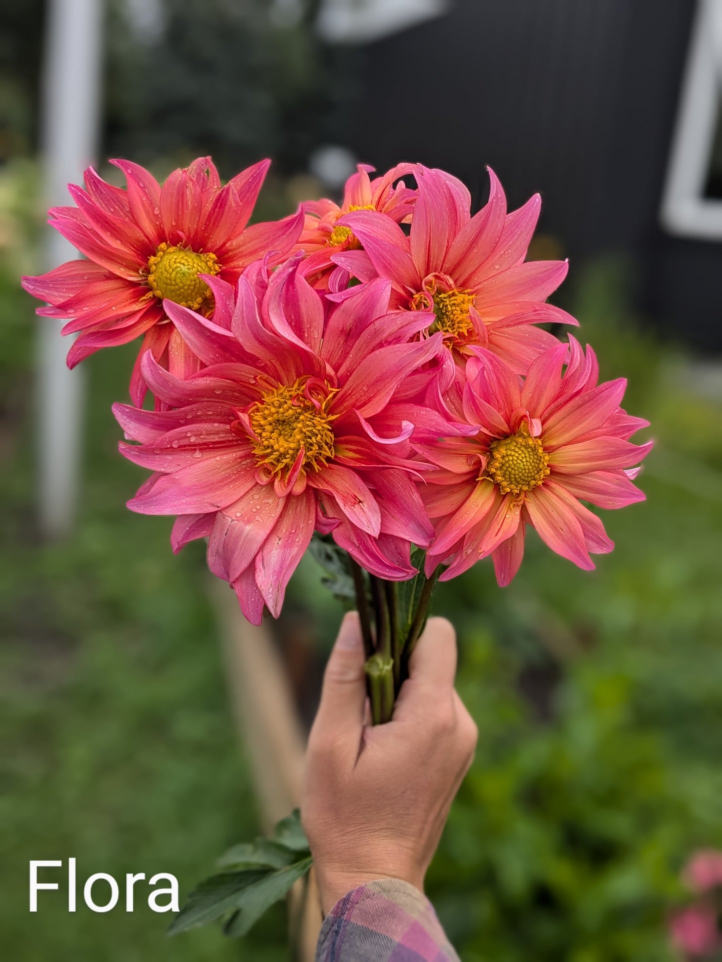 Flora (2025 New Release)