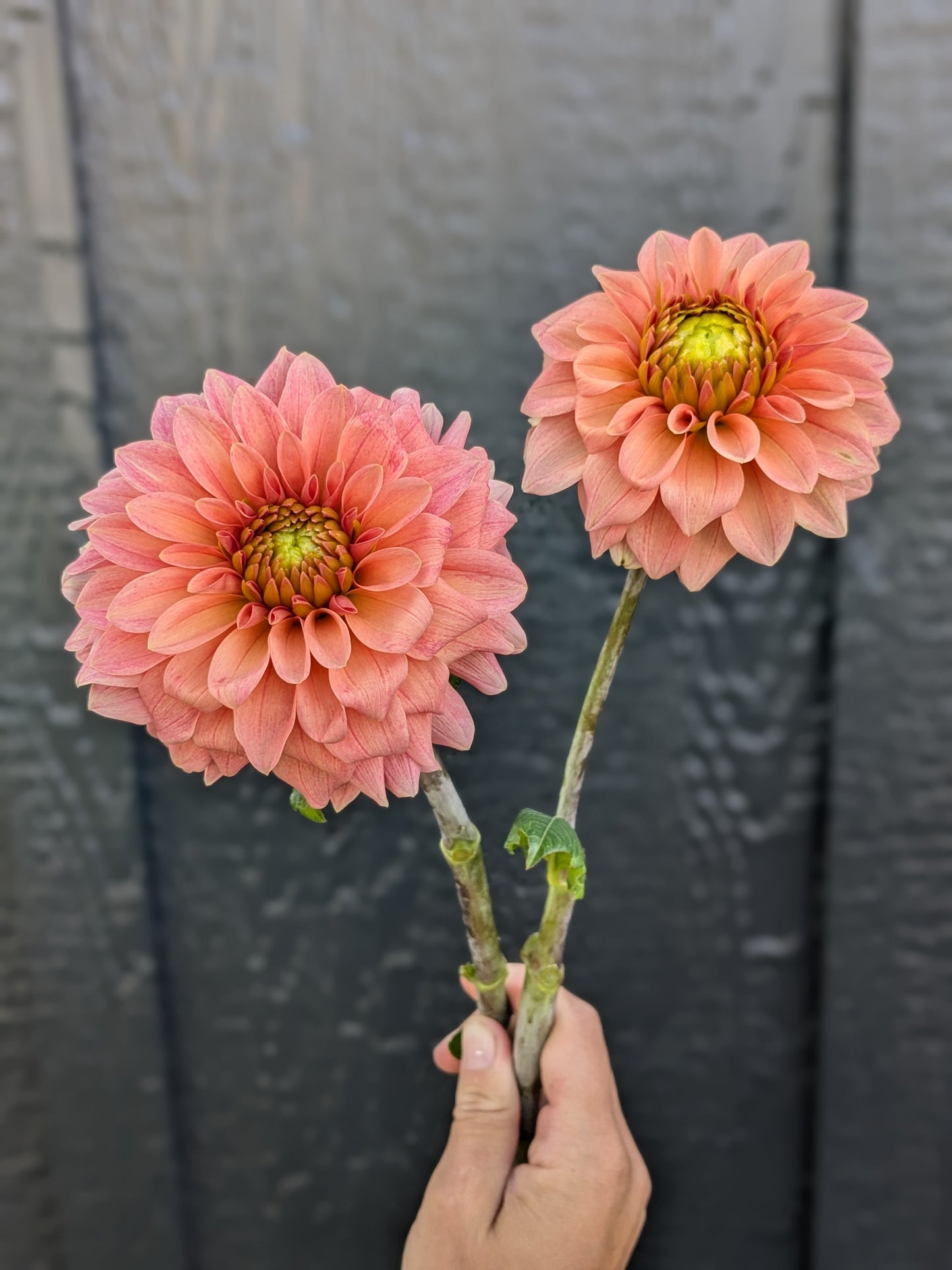 KA's™ Guava