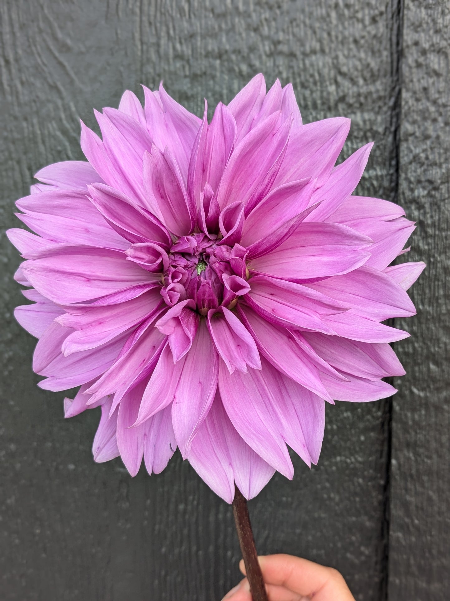 Lilac Time