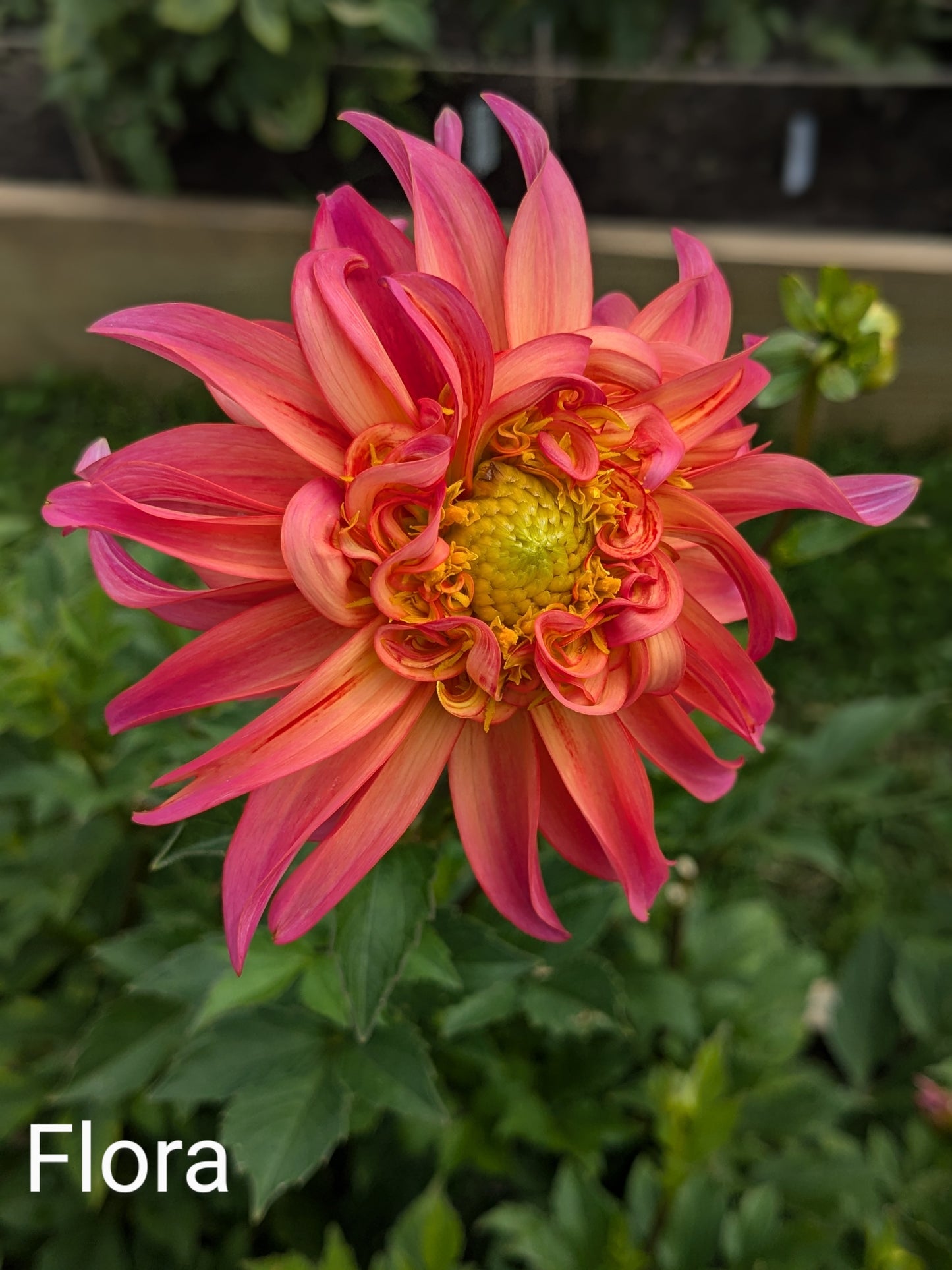 Flora (2025 New Release)
