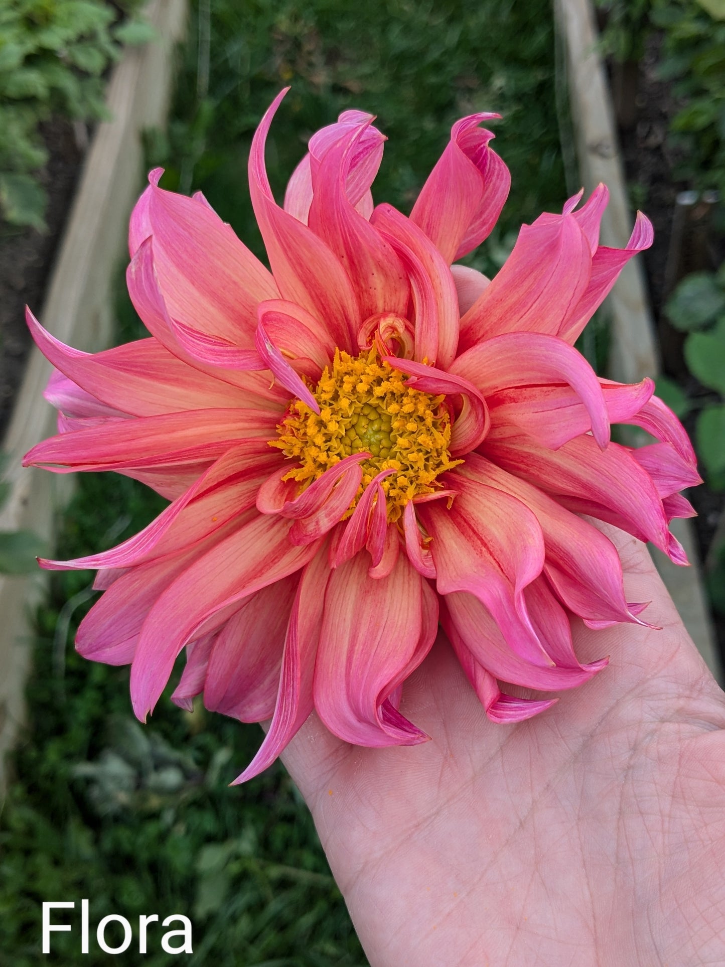 Flora (2025 New Release)