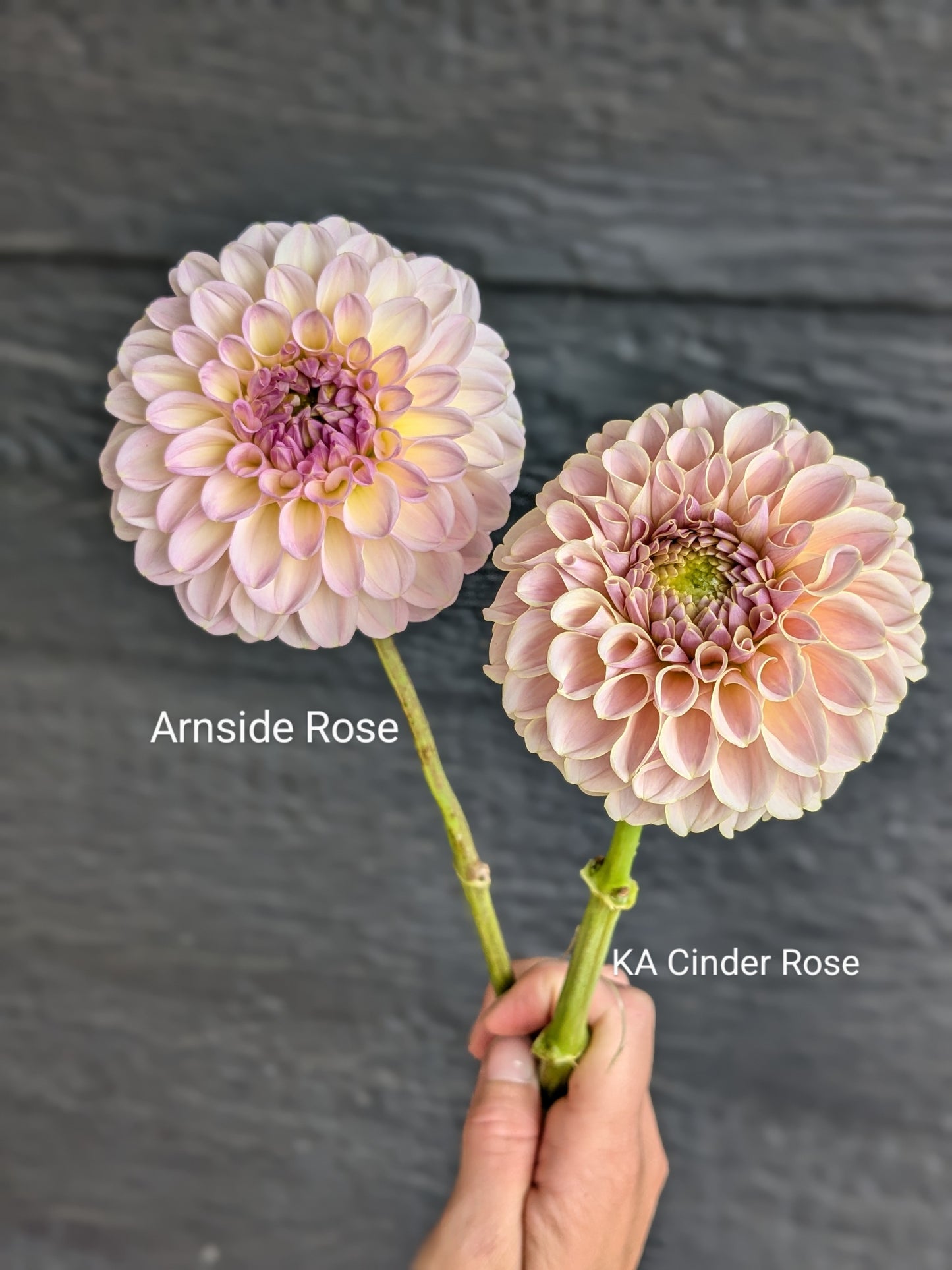 Arnside Rose