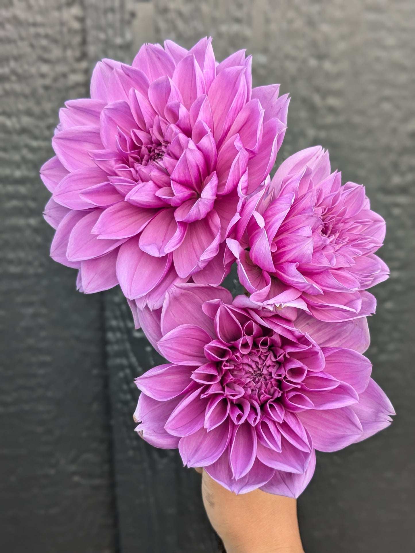 Lilac Time