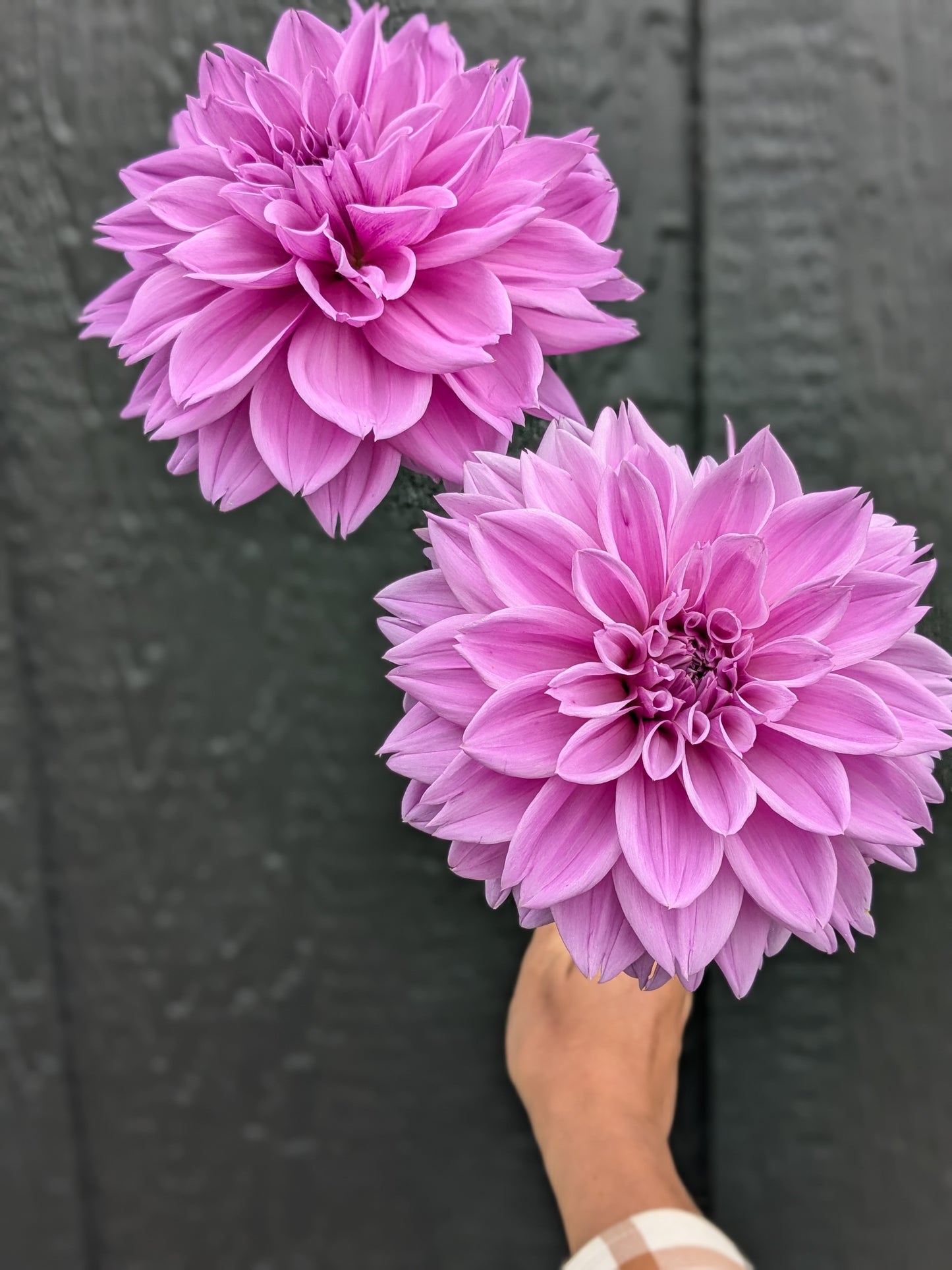Lilac Time