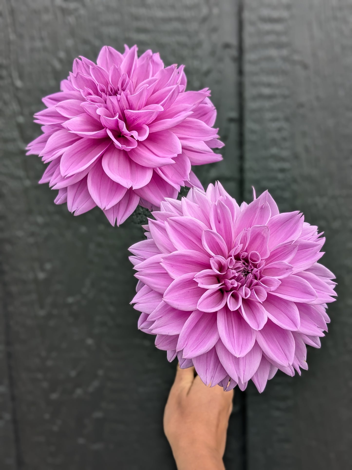 Lilac Time