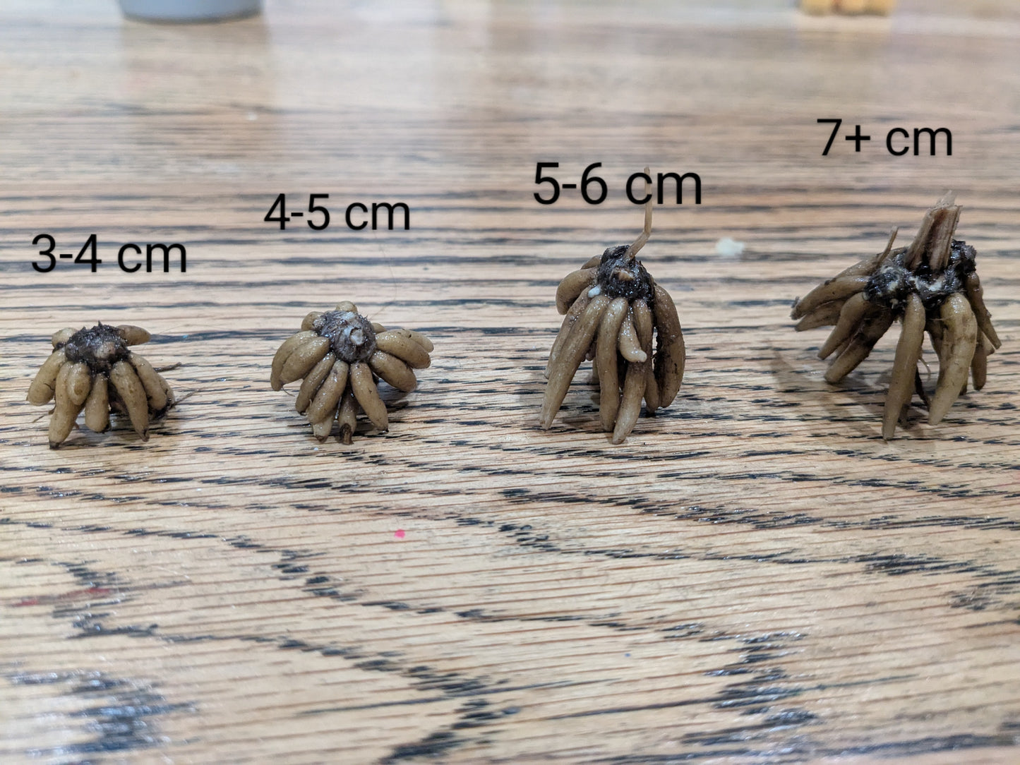 Ranunculus Tecolote Pastel Mix (size 7+)