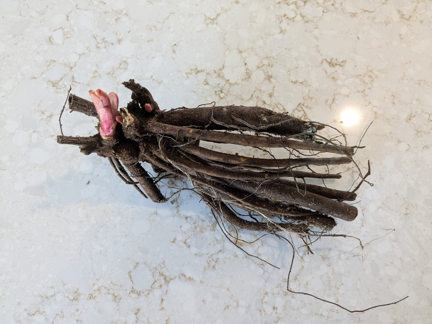 Felix Crousse Peony 2-3 eyes