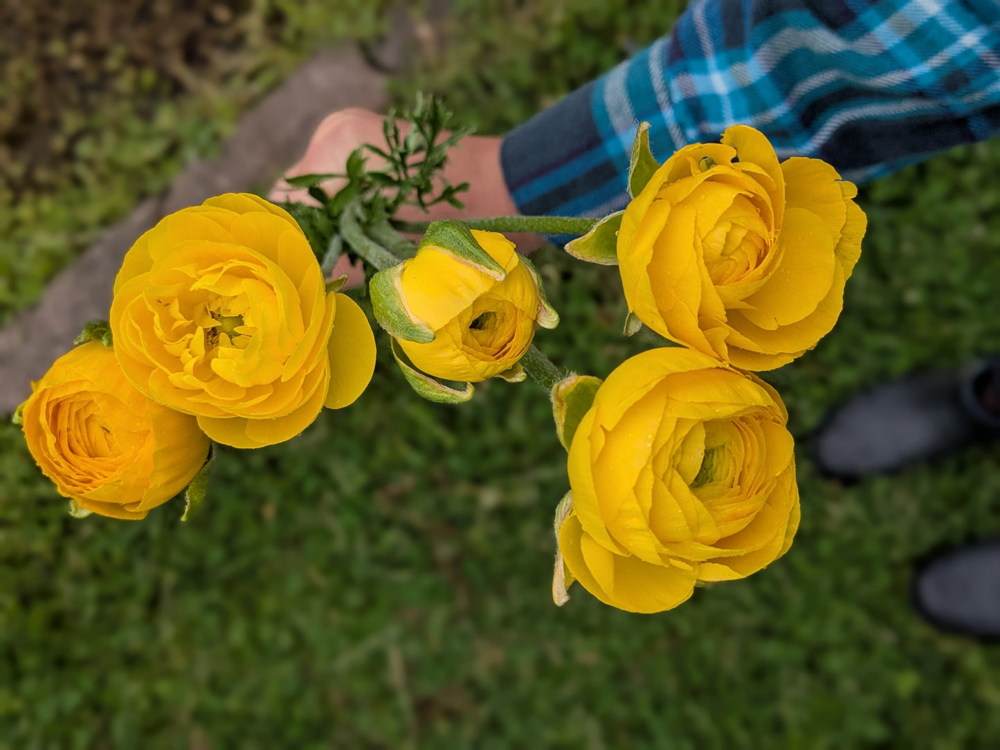Ranunculus Half Clone Pergold (corm size 7+, XL)