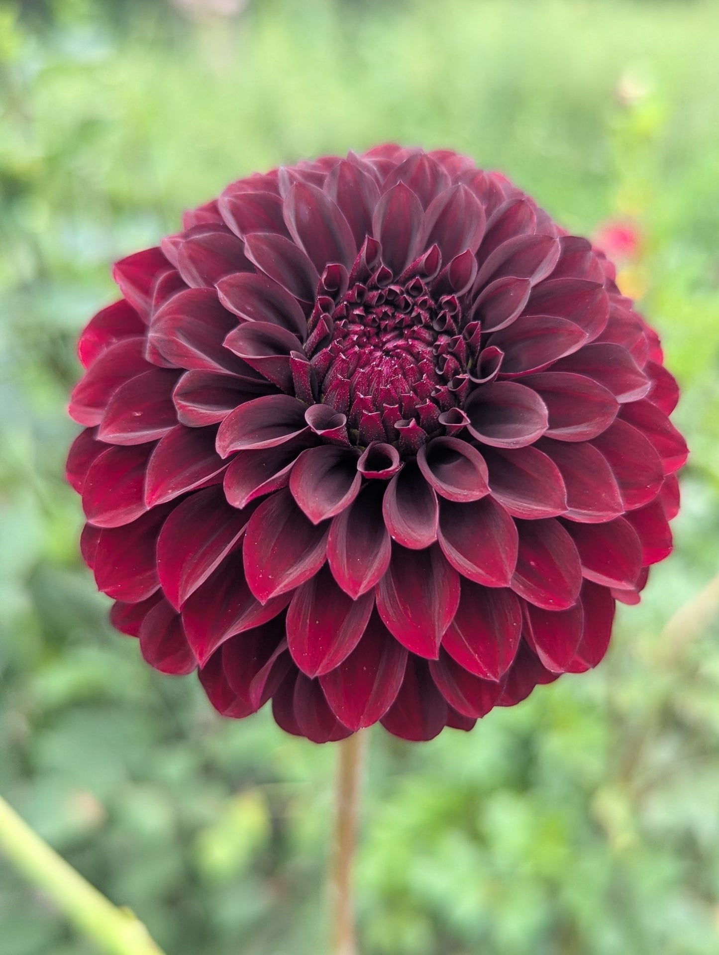 Kennedy Hill Morticia