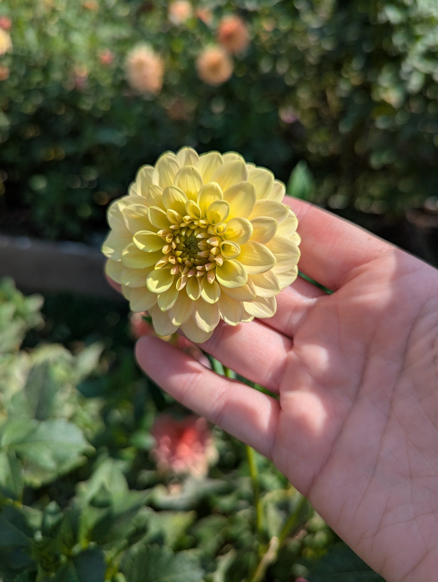 Florelie Fruit Tingle 🇦🇺