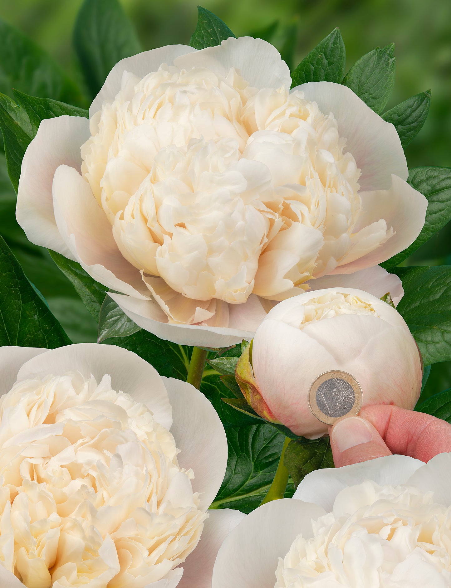 Colonel Owen Cousins Peony 3-5 eyes