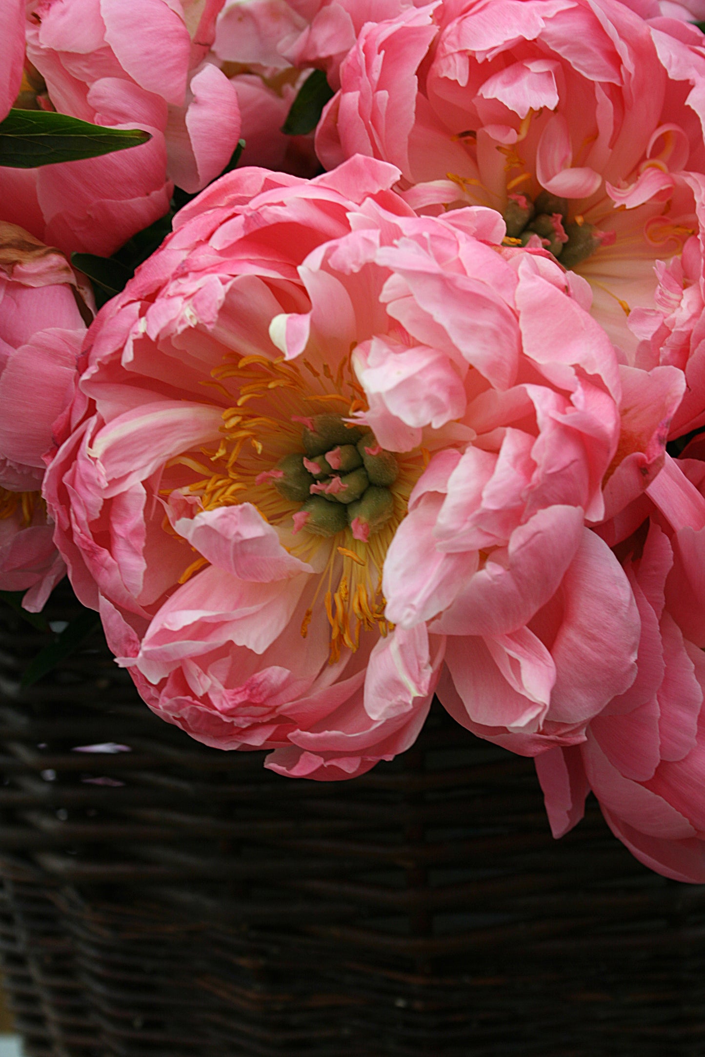 Coral Supreme Peony 3-5 eyes