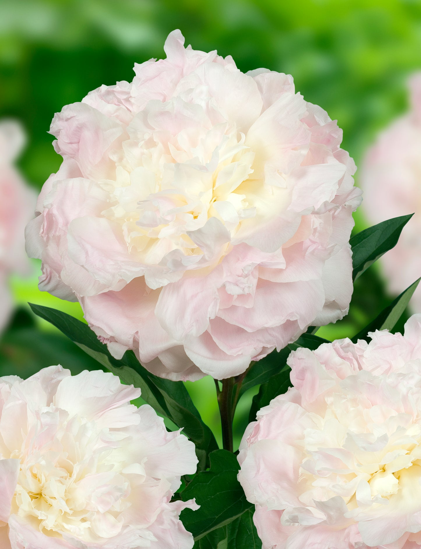Florence Nicholls Peony 3-5 eyes