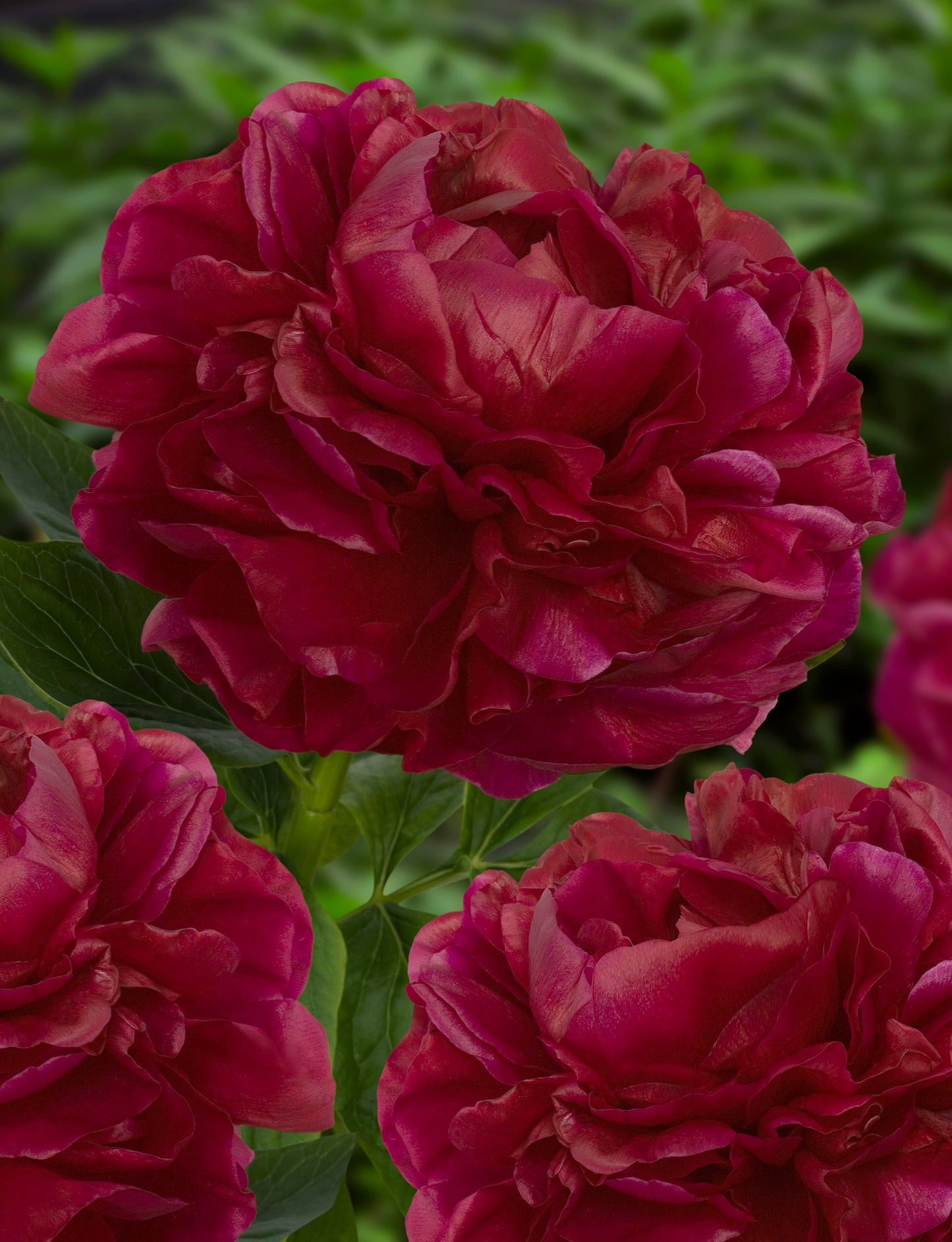 Henry Bockstoce Peony 3-5 eyes