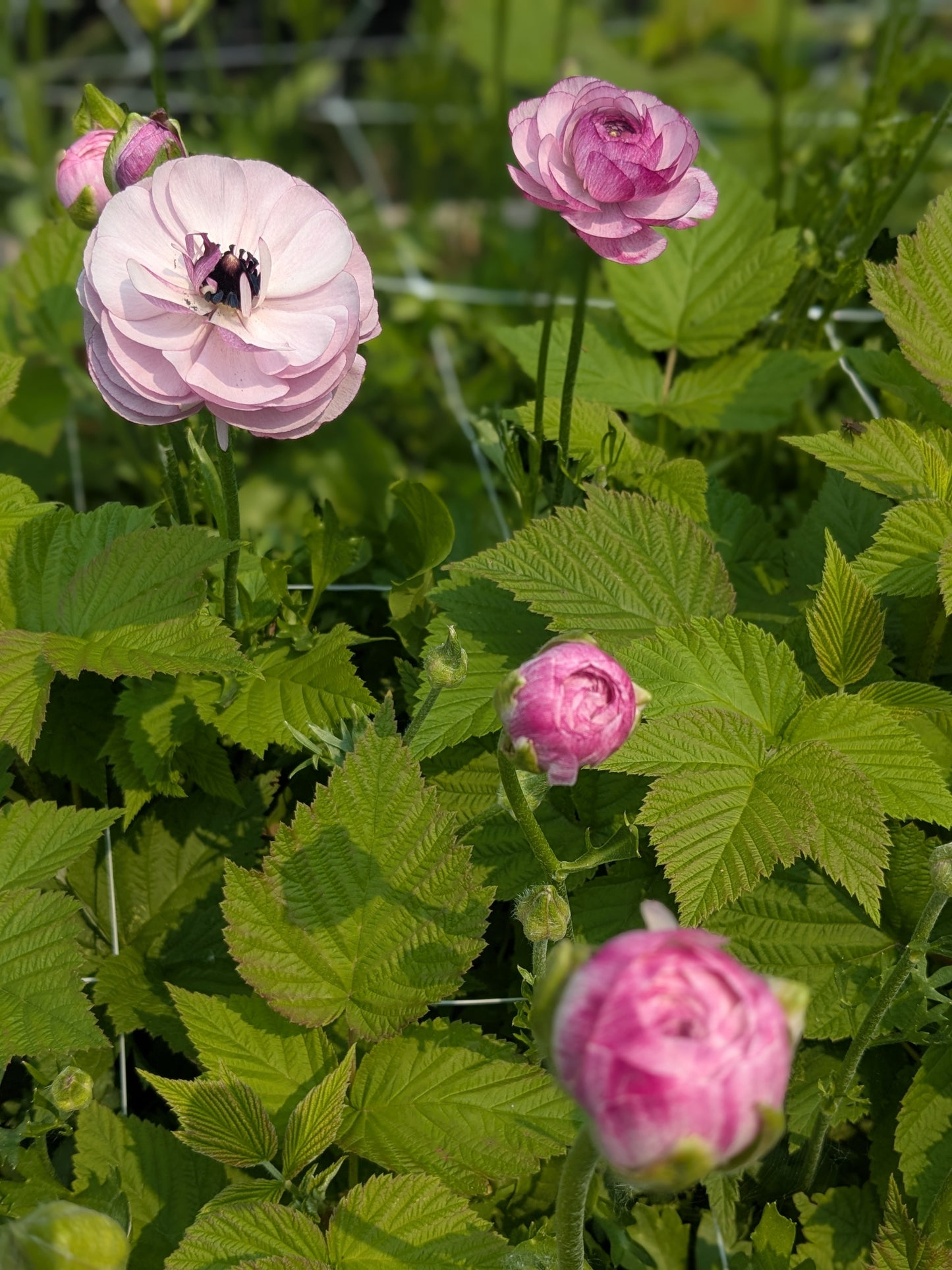 Ranunculus Amandine Purple Jean