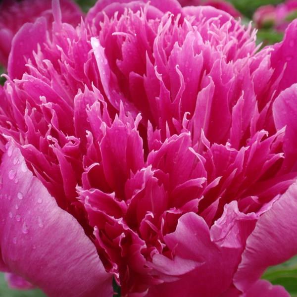 Purple Spider Peony 2-3 eyes