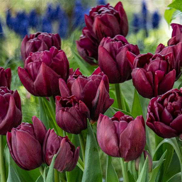 Tulip Alison Bradley