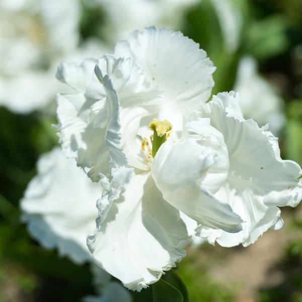 Tulip Northcap (early bloomer)