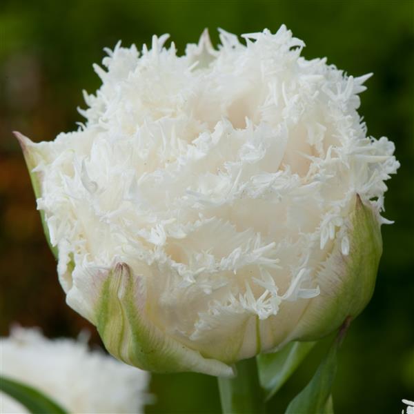 Tulip Snow Crystal