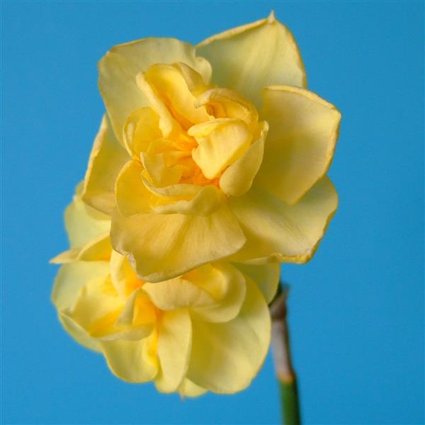 Daffodil Yellow Cheerfulness