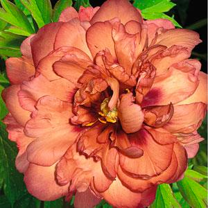 Itoh Kopper Kettle Peony 2-3 eyes