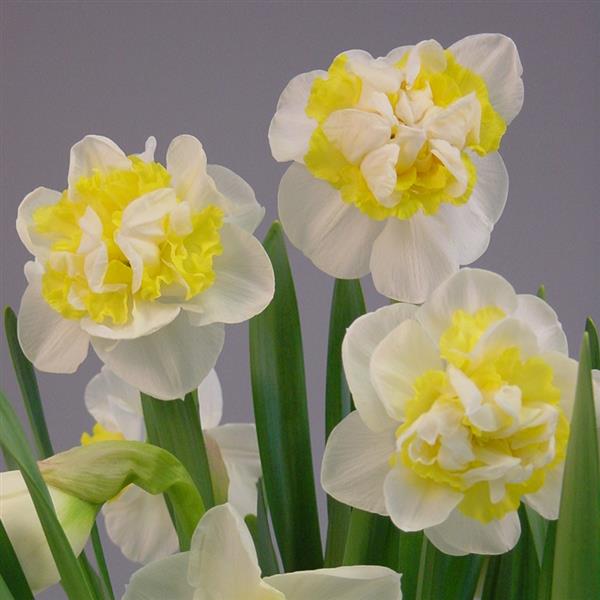 Daffodil Westward (Jumbo Bulbs)