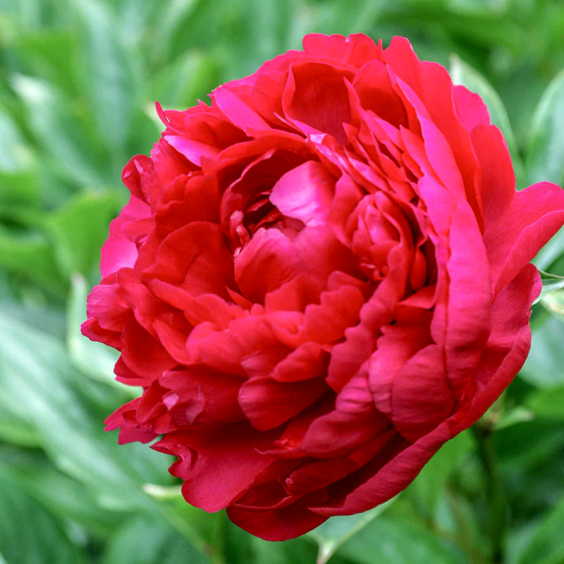 Felix Crousse Peony 2-3 eyes