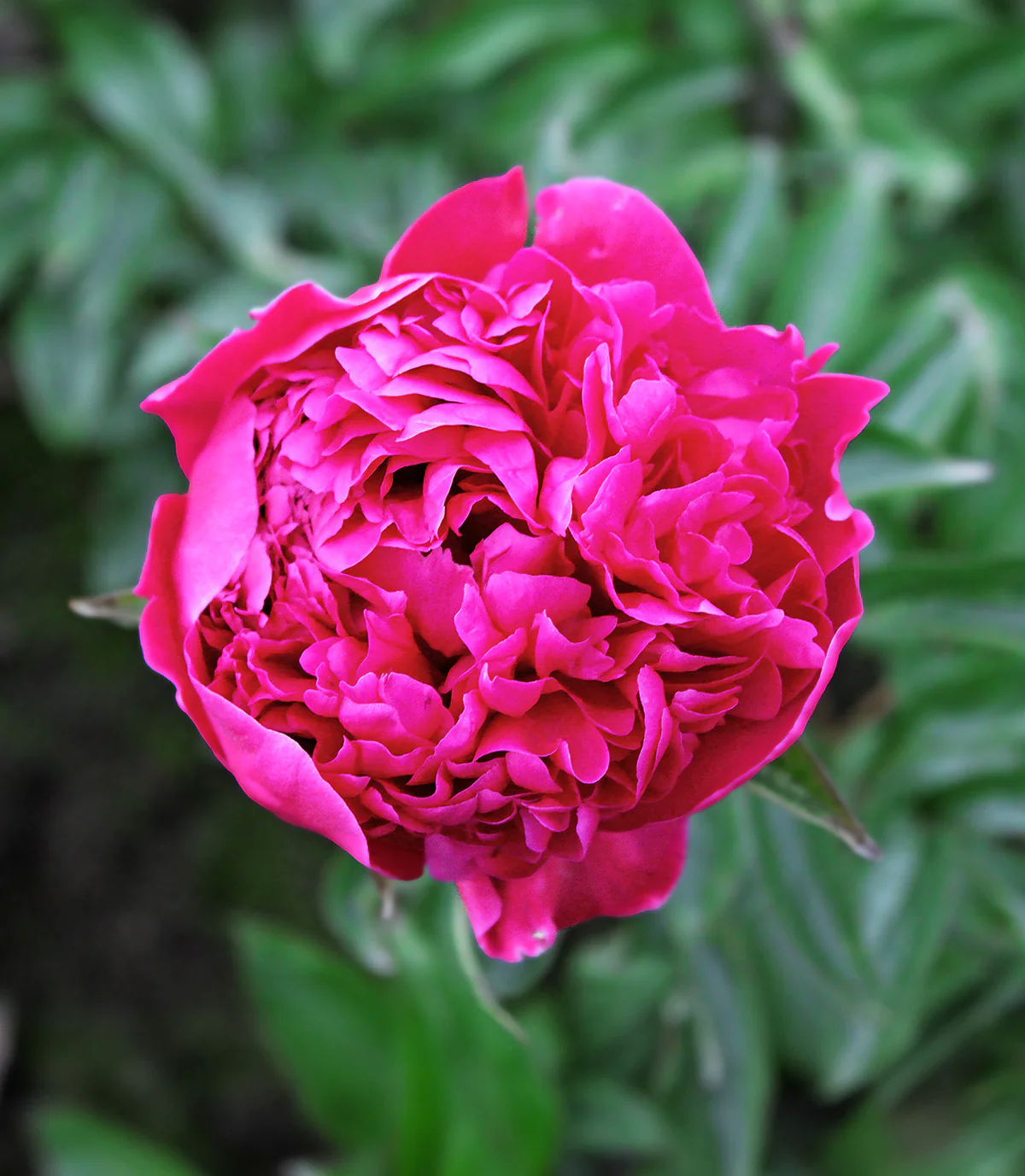 Felix Crousse Peony 2-3 eyes
